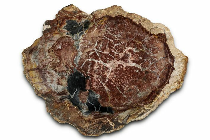Beautiful Petrified Wood (Araucaria) Slab - Madagascar #355338